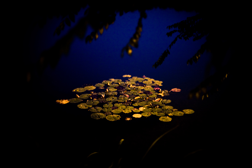 Dark Nymphaea