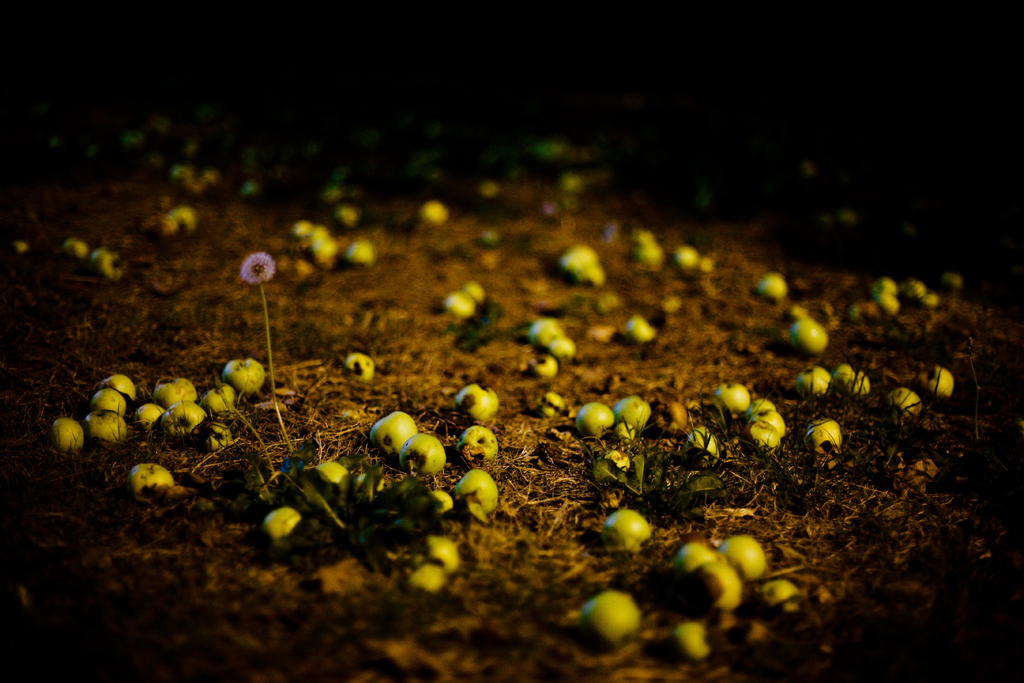 Night Apples